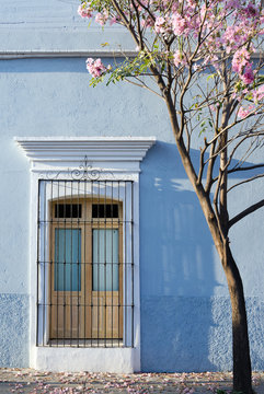 Blooming Roble de Sabana tree in front of old blue builsing in O