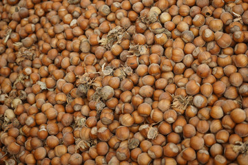 Freshly just picked hazelnuts