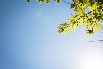 Obraz premium tree and sky