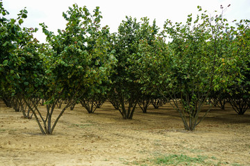 Field with hazelnut trees