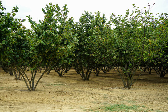 Field With Hazelnut Trees