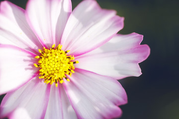 vintage macro picture of pink big flower flower on dark background.Closeup outdoor nature photo