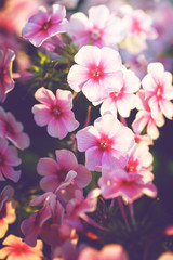 Fototapeta premium vintage picture of pink little flowers an morning soft light in garden flowerbed. Autumn outdoor nature macro photo