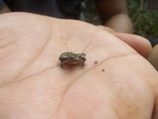 Little Frog
