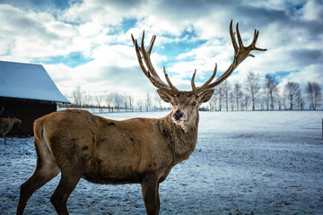 Kapitaler Rothirsch Hirsch im Winter