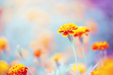 many beautiful orange yellow red flowers in colorful flowerbed in autumn garden. Vintage outdoor nature photo with unusual warm colors and soft light
