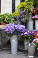 the Blue hydrangeas, as well as pale white lilies for sale at the entrance to the flower shop