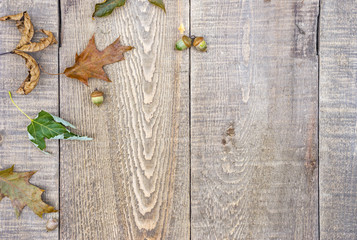 Fototapeta na wymiar Weathered wood background with autumn oak and maple leaves, acorns scattered to left