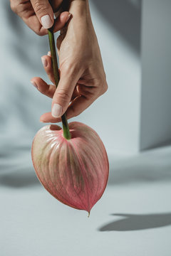 Hands holding flowers