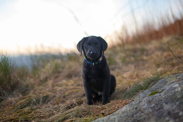 Labrador