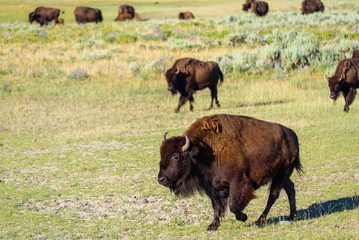 American Bison A.K.A. Buffalo running in the Prairie. Yellowstone National Park, USA