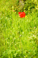 red tulip in meadow