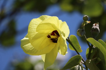 Yellow flower of Abelmoschus manihot, Queensland Australia