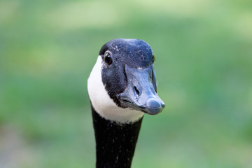 Canada goose closeup portrait of head