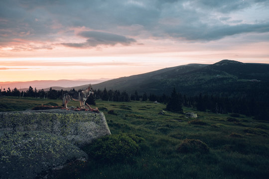 Wolf sunrise