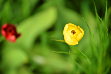 red and yellow tulip with green, abstract