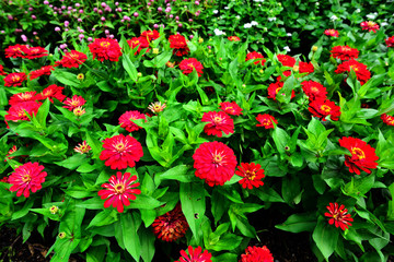 久住高原のイングリッシュ・ガーデン