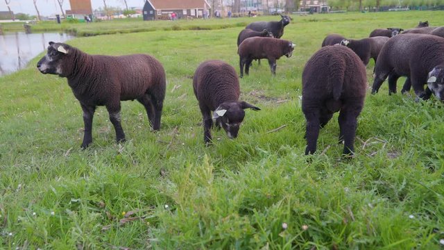2172_Flocks_of_black_sheeps_on_the_green_grass_lawn.mov
