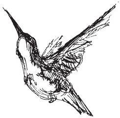 Vector illustration of a hummingbird in pen and ink style © Jeff Bird