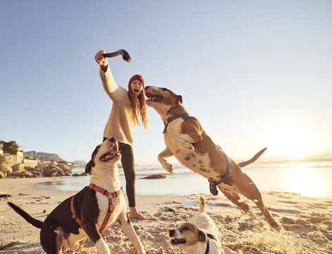 A dogs life, Sand sticks and sea.