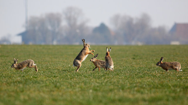 Hare convention
