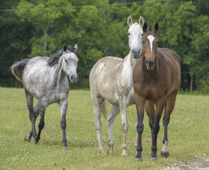 Fototapeta na wymiar Three curious Thoroughbred horses