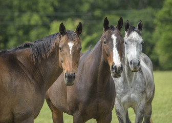Obraz na płótnie Canvas Herd of curious Thoroughbred horses