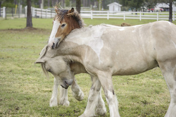 Naklejka premium Two young Gypsy horses play and romp