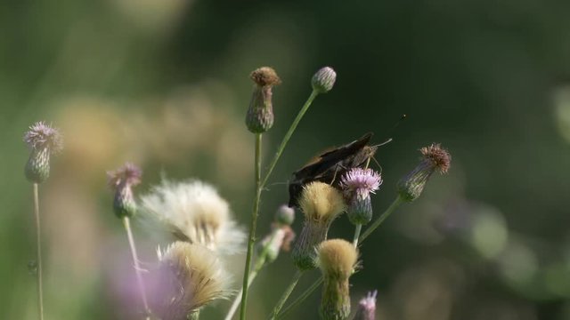 Butterfly Sitting On A Flower And Struggling With The Wind