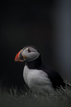 Puffin standing outdoors