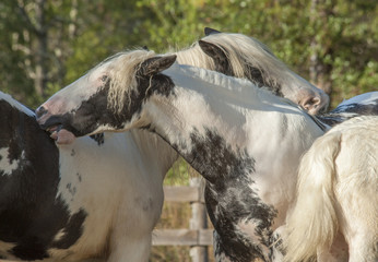 Gypsy Vanner Horse mares groom each other.
