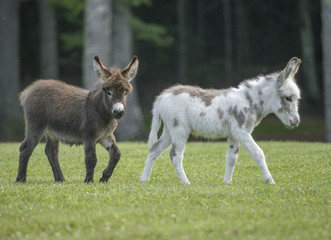 Miniature donkey foals running in paddock