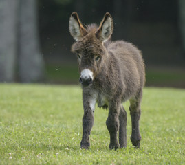 Miniature donkey foal on lush grass lawn