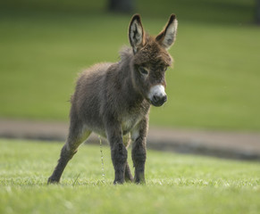 Miniature donkey foal on lush grass lawn