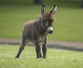 Fototapeten Esel Miniature donkey foal on lush grass lawn  © Mark J. Barrett