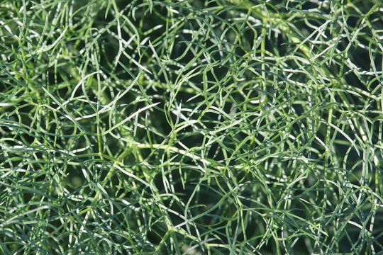 textura floral