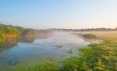 Fototapeta na wymiar Shore of a misty lake at sunrise in summer