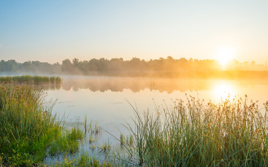 Shore of a misty lake at sunrise in summer
