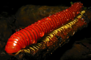 Piolho-de-cobra (Diplopoda) | Millipede fotografado em Baixo Guandú, Espírito Santo -  Sudeste do...