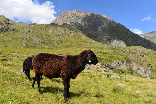 Schafe im Riffltal Kaunergrat/&Ouml;tztaler Alpen - Tirol
