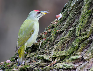 Grey-headed woodpecker on the tree close up portrait