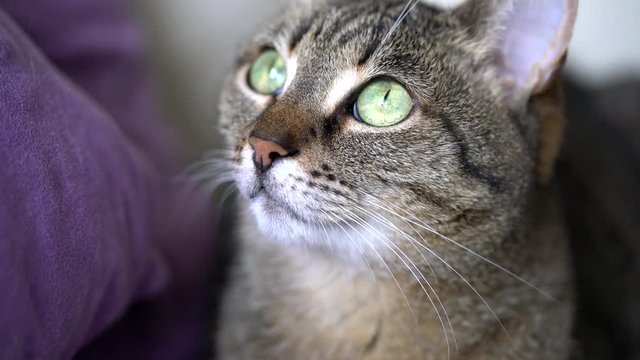 Close up of cat's head - (4K)