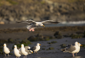Seagull in flight, summer, California