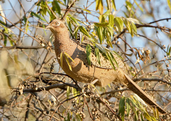 Female of Common pheasant on tree
