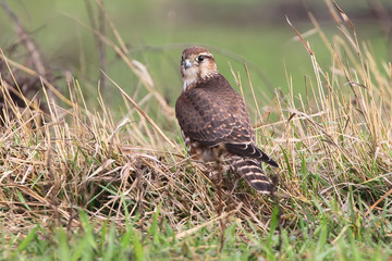 The Merlin (Falco columbarius) female portrait.