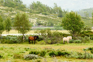 Obraz premium Group of horses standing calmly in pouring rain. Mountain landscape in background.