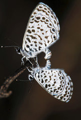 Borboleta-emilia (Leptotes cassius) | Cassius blue butterfly fotografado em Guarapari, Espírito Santo -  Sudeste do Brasil. Bioma Mata Atlântica. 