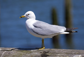 Seagull birds, summer in California