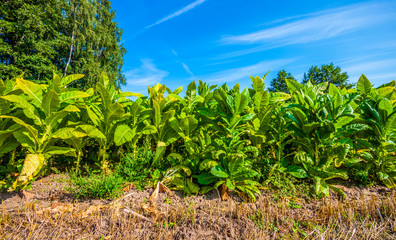 Tobacco field