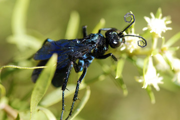 Vespa-caçadora-ruficornis (Pepsis ruficor nis) | Wasp-hunter fotografado em Guarapari, Espírito...